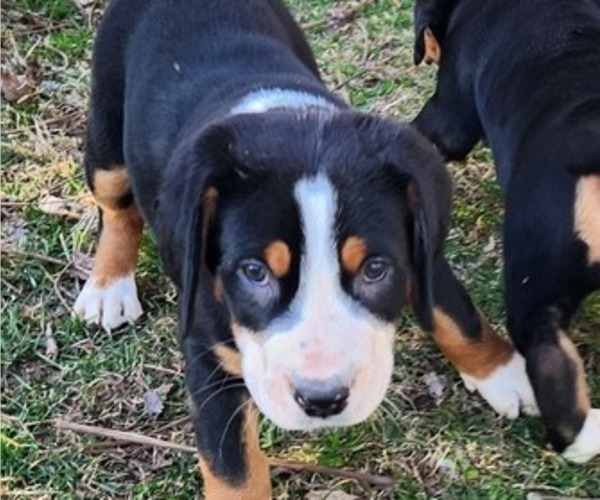 Medium Photo #4 Greater Swiss Mountain Dog Puppy For Sale in PHOENIX, NY, USA