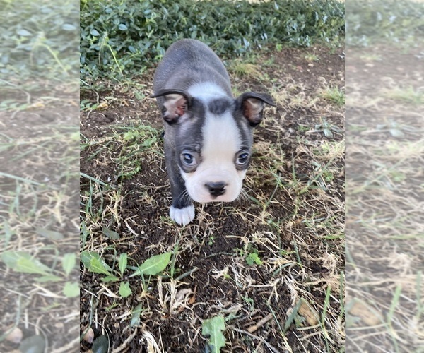 Medium Photo #3 Boston Terrier Puppy For Sale in FREDONIA, KS, USA