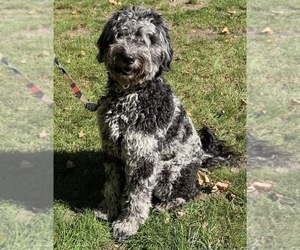 Mother of the Goldendoodle mix (+ Poodle Standard) puppies born on 07/29/2026