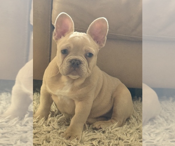 Medium Photo #2 French Bulldog Puppy For Sale in SUSSEX, WI, USA