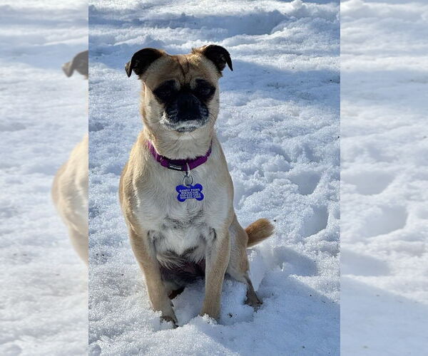 Medium Photo #24 Pug-Unknown Mix Puppy For Sale in Oak Bluffs, MA, USA