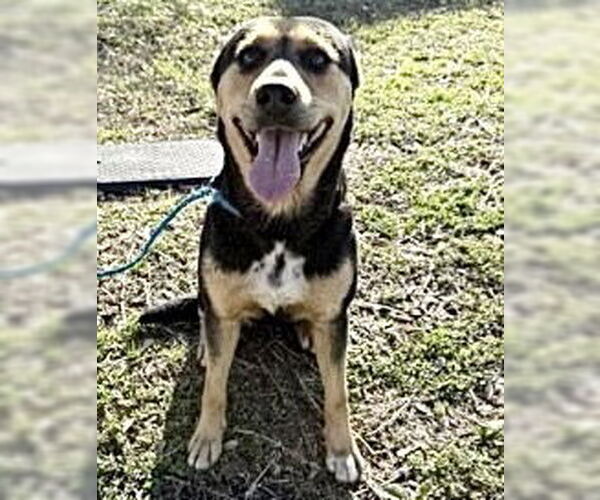 Medium Photo #2 German Shepherd Dog Puppy For Sale in Houston, TX, USA