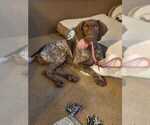 Small Photo #9 German Shorthaired Pointer Puppy For Sale in CORONA, CA, USA