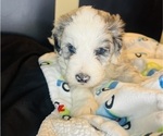 Small Photo #21 Sheepadoodle Puppy For Sale in HUNTINGTON BEACH, CA, USA