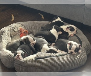 Boston Terrier Litter for sale in OGDEN, UT, USA