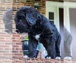 Small #9 Aussiedoodle