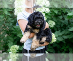 Small #2 Bernedoodle (Miniature)