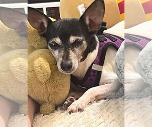 Mutt Dogs for adoption in Thomasville, NC, USA