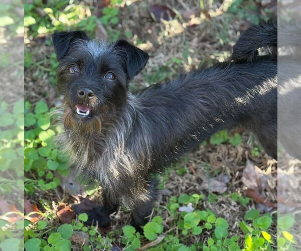 Medium Photo #12 Mutt Puppy For Sale in Boston, MA, USA