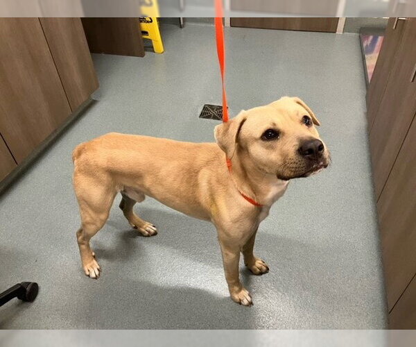 Medium Photo #1 Labrador Retriever-Unknown Mix Puppy For Sale in Baytown, TX, USA