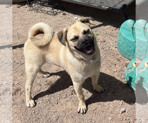 Pug-Unknown Mix Dogs for adoption in Williamsburg, NM, USA