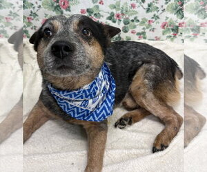 Mutt Dogs for adoption in Wetumpka, AL, USA