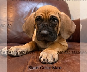 Medium Cane Corso