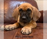 Puppy Black Collar Ma Cane Corso