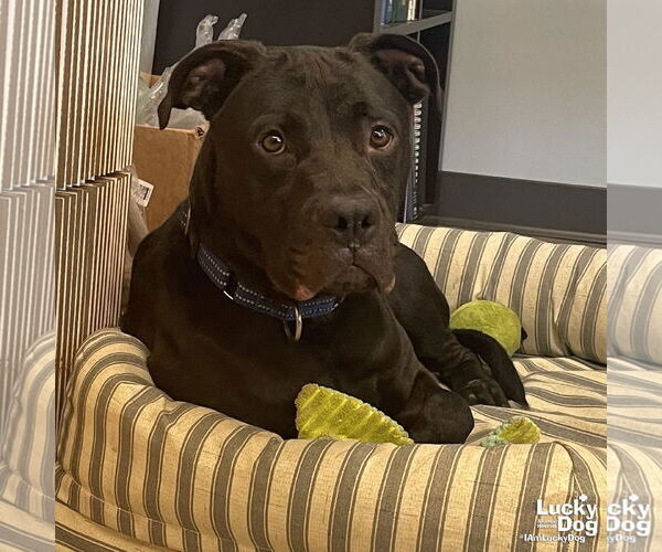 Medium Photo #9 American Pit Bull Terrier-Labrador Retriever Mix Puppy For Sale in Washington, DC, USA