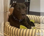 Small #8 American Pit Bull Terrier-Labrador Retriever Mix