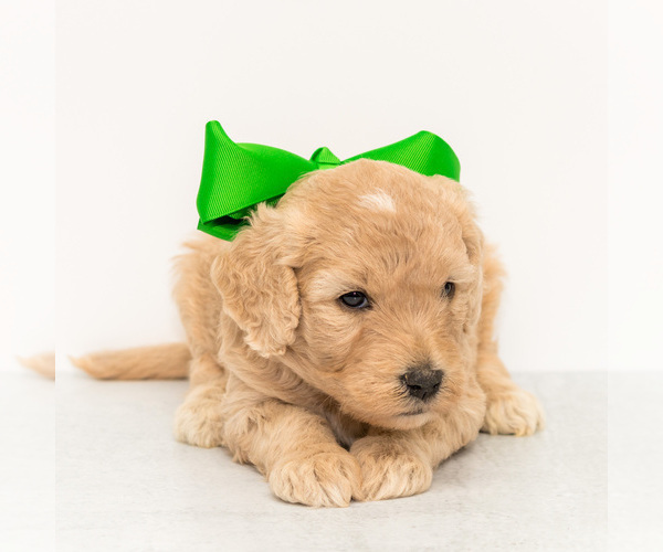 Medium Photo #2 Goldendoodle Puppy For Sale in LITTLE ROCK, AR, USA