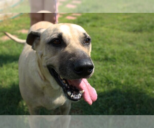 Medium Photo #3 Anatolian Shepherd-Unknown Mix Puppy For Sale in Bend, OR, USA