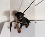 Small #1 Rottweiler