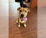 Small #1 Boxer Mix