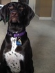 Small Photo #1 German Shorthaired Pointer Puppy For Sale in FARMINGTON, MI, USA
