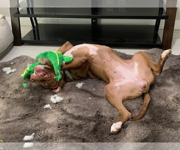 Medium Photo #13 Boxer-Staffordshire Bull Terrier Mix Puppy For Sale in Chandler, AZ, USA