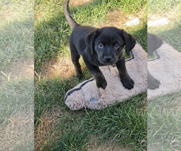 Medium Photo #3 Mutt Puppy For Sale in Plainfield, IL, USA