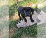 Small #2 Mutt