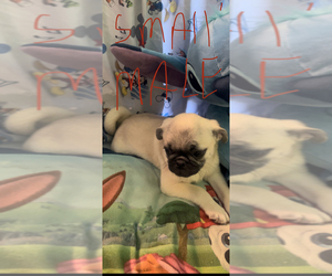 Pug Puppy for sale in FALMOUTH, VA, USA