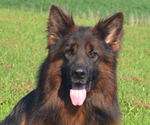 Small #2 German Shepherd Dog