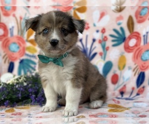 Collie-Pembroke Welsh Corgi Mix Puppy for sale in LANCASTER, PA, USA