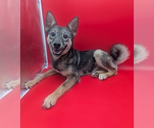 Norwegian Elkhound Puppy for sale in GOSHEN, IN, USA