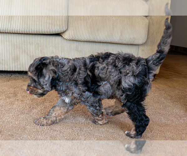 Medium Photo #5 Bernedoodle (Miniature) Puppy For Sale in ROY, UT, USA