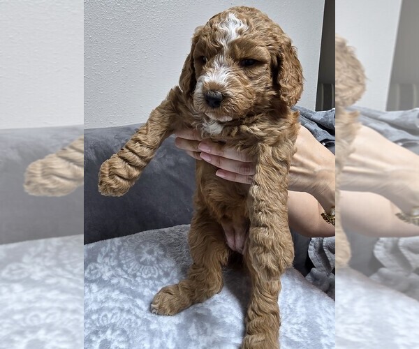 Medium Photo #41 Goldendoodle Puppy For Sale in COLLINSVILLE, IL, USA