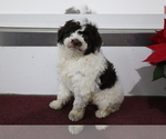 Small Photo #4 Aussiedoodle Miniature  Puppy For Sale in SHILOH, OH, USA