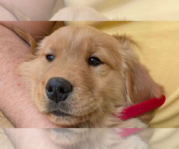 Medium Photo #12 Golden Retriever Puppy For Sale in EAST SPARTA, OH, USA