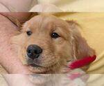 Small #11 Golden Retriever