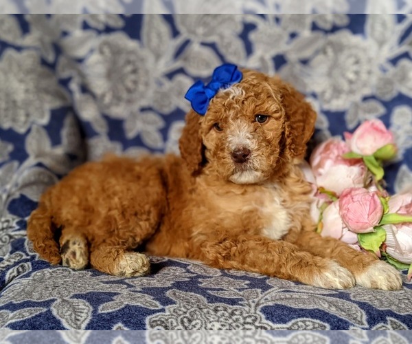 Medium Photo #5 Goldendoodle Puppy For Sale in GLEN ROCK, PA, USA