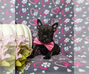 Faux Frenchbo Bulldog Puppy for sale in KIRKWOOD, PA, USA