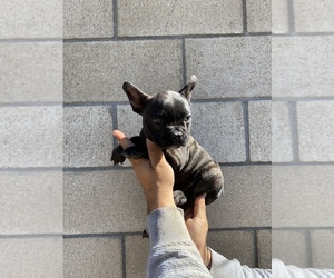 French Bulldog Puppy for sale in MORENO VALLEY, CA, USA