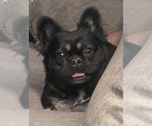 Father of the French Bulldog puppies born on 08/03/2026