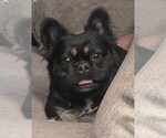 Small Photo #1 French Bulldog Puppy For Sale in MOUNT JOY, PA, USA