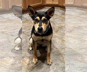 German Pinscher-Unknown Mix Dogs for adoption in Coppell, TX, USA