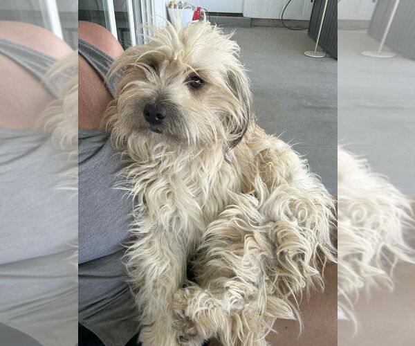 Medium Photo #3 Mutt Puppy For Sale in Salt Lake City, UT, USA