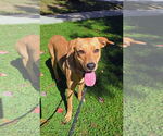 Small #3 Labrador Retriever Mix