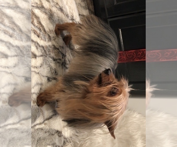 Medium Photo #1 Yorkshire Terrier Puppy For Sale in MOUNT CARMEL, PA, USA