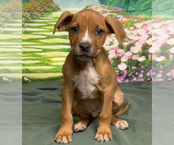 Medium Photo #1 American Staffordshire Terrier-Unknown Mix Puppy For Sale in Lakewood, CO, USA