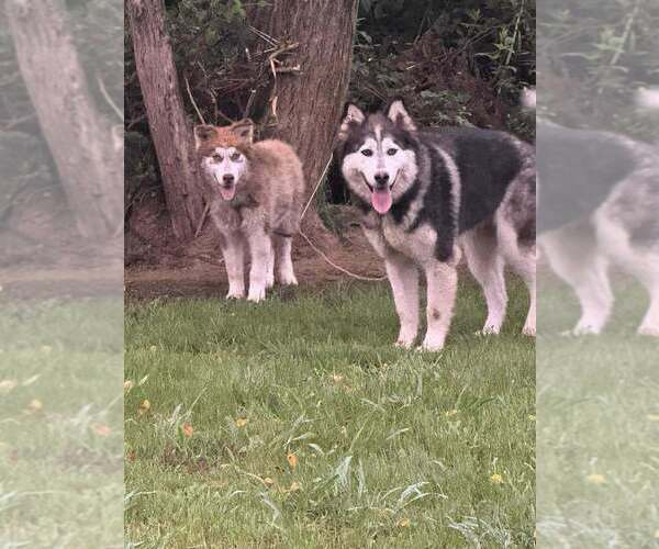 Medium Photo #3 Alaskan Malamute Puppy For Sale in Aurora, IN, USA