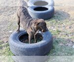 Small Photo #7 Plott Hound-Retriever  Mix Puppy For Sale in Sebec, ME, USA