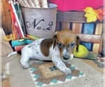 Small #2 Dachshund